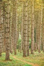 Narrow footpath through pine tree forest Royalty Free Stock Photo