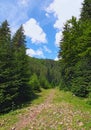 Narrow footpath with the rocks through the forest. Magical scenery of pine forest at summer. Zakarpatska oblast, Ukraine Royalty Free Stock Photo