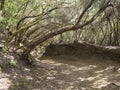 Narrow footpath on Sendero de los Sentidos path od the senses in