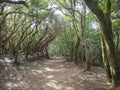 Narrow footpath on Sendero de los Sentidos path od the senses in