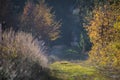 A narrow forest road covered with grass Royalty Free Stock Photo