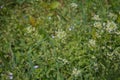 Narrow-fruited Watercress . Capsella bursa-pastoris in summer city park . Flower of Shepherd's purse .