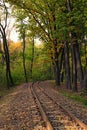 Narrow gauge railway in autumn forest. Railroad tracks in the forest during sunset Royalty Free Stock Photo