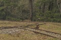 Narrow gauge in spring cloudy day in Grube Tannenberg in Krusne mountains Royalty Free Stock Photo