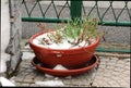 Narrow green grass growing from snow covered orange flower pot mixed with dry plants next to stone wall and metal fence Royalty Free Stock Photo