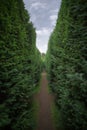 Narrow green hedge corridor, England Royalty Free Stock Photo