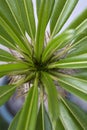 Narrow green leaves and sharp spines of the Madagascar palm tree