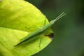 Narrow head green grasshopper, Pyrgomorpha species, Satara, Maharashtra Royalty Free Stock Photo