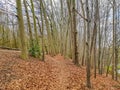 Narrow hiking trail on a hillside between bare trees in Dutch reserve