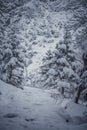 Narrow hiking trail in Tatra Mountains Royalty Free Stock Photo