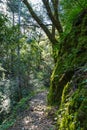 Narrow hiking trail, Uvas Canyon County Park, Santa Clara county, California