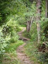 Hiking Trail Through Dense Green Deciduous Forest Royalty Free Stock Photo