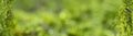 A narrow horizontal background with a blurred green natural backdrop bounded by a tree moss frame.