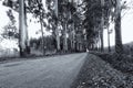 Narrow lane of eucalyptus trees on a dirt road in artistic conve