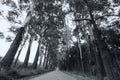 Narrow lane of eucalyptus trees on a dirt road in artistic conve