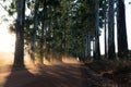 Narrow lane of eucalyptus trees with dust on dirt road