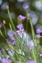 Narrow-leaf blue-eyed grass