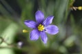 Narrow-leaf blue-eyed grass