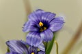 Narrow-leaf blue-eyed grass Sisyrinchium angustifolium