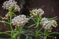 Narrow leaf milkweed Asclepias fascicularis wildflowers