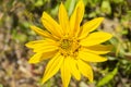 Narrow Leaf Mule Ears Wyethia angustifolia, California Royalty Free Stock Photo