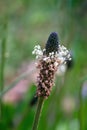 Narrow-leaf plantain blossom in spring