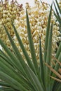 Narrow Leaf Yucca 3