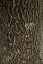 Narrow-leaved ash bark texture