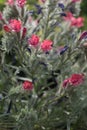 Narrow-leaved bugloss Echium angustifolium, reddish flower