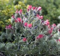 Narrow-leaved bugloss Echium angustifolium, reddish flowers