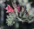 Narrow-leaved Bugloss Royalty Free Stock Photo