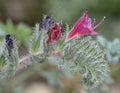 Narrow-leaved Bugloss Royalty Free Stock Photo