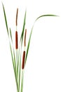 Narrow-leaved Cattail Royalty Free Stock Photo