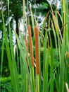 Narrow-leaved Cattail plant Royalty Free Stock Photo