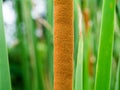 Narrow-leaved Cattail plant Royalty Free Stock Photo