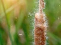 Narrow-leaved Cattail plant Royalty Free Stock Photo