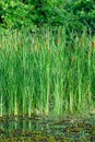 Narrow-leaved Cattail plant Royalty Free Stock Photo