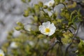 Narrow-leaved cistus