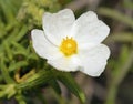 Narrow-leaved Cistus