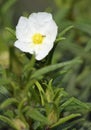 Narrow-leaved Cistus