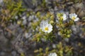 Narrow-leaved cistus