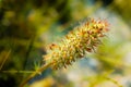 Narrow Leaved Clover, Trifolium Angustifolium