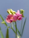 Narrow-leaved everlasting pea (Lathyrus sylvestris)