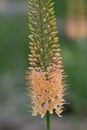 Narrow leaved foxtail lily eremurus stenophyllus