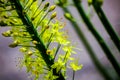 Narrow leaved foxtail lily Eremurus stenophyllus