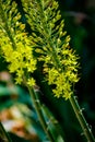 Narrow leaved foxtail lily Eremurus stenophyllus