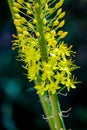 Narrow leaved foxtail lily Eremurus stenophyllus