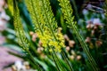 Narrow leaved foxtail lily Eremurus stenophyllus