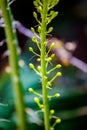 Narrow leaved foxtail lily Eremurus stenophyllus