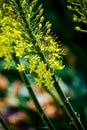 Narrow leaved foxtail lily Eremurus stenophyllus